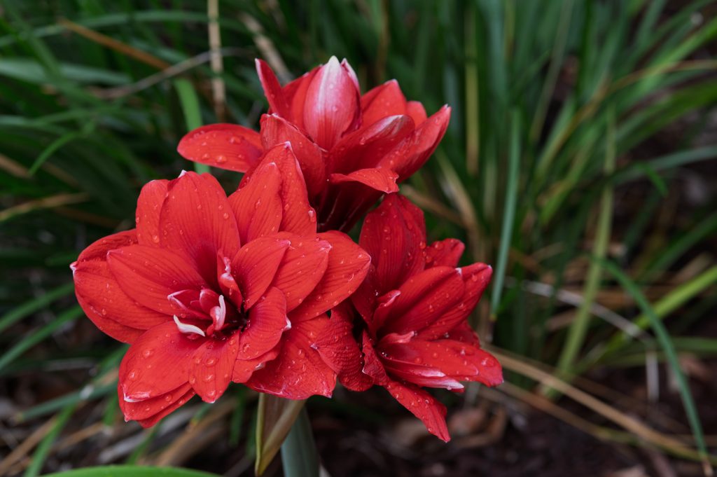Amaryllis rouge avec gouttes de pluie jardin