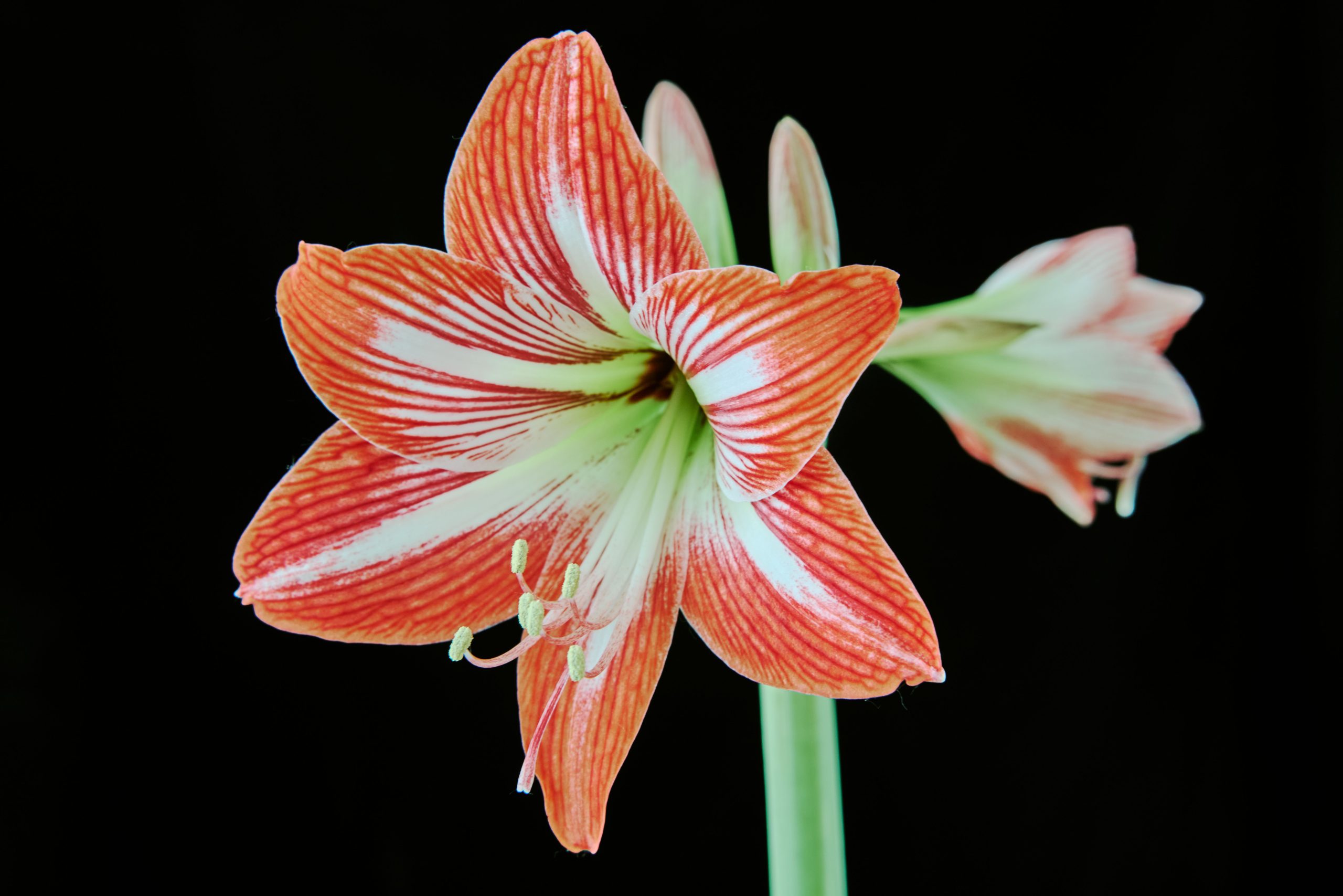 Amaryllis rouge et blanc fond noir