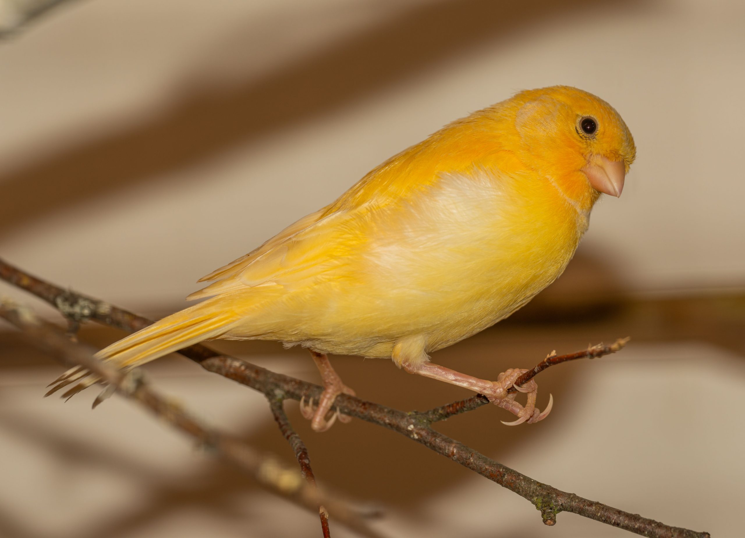 Canari jaune vibrant perché sur branche