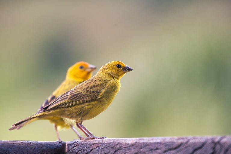 Deux canaris jaunes sur surface bois