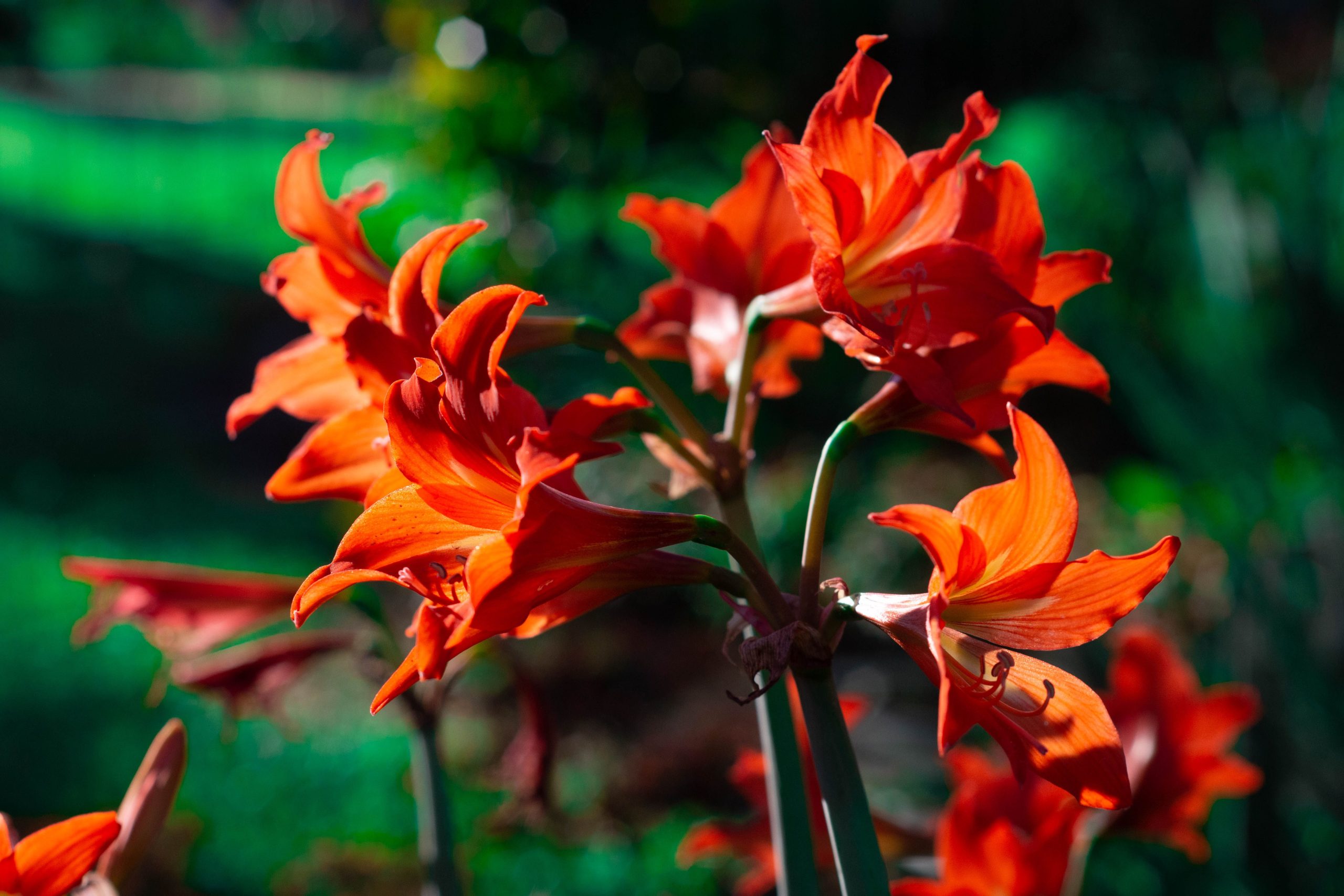 Amaryllis rouge vibrant en fleur au jardin