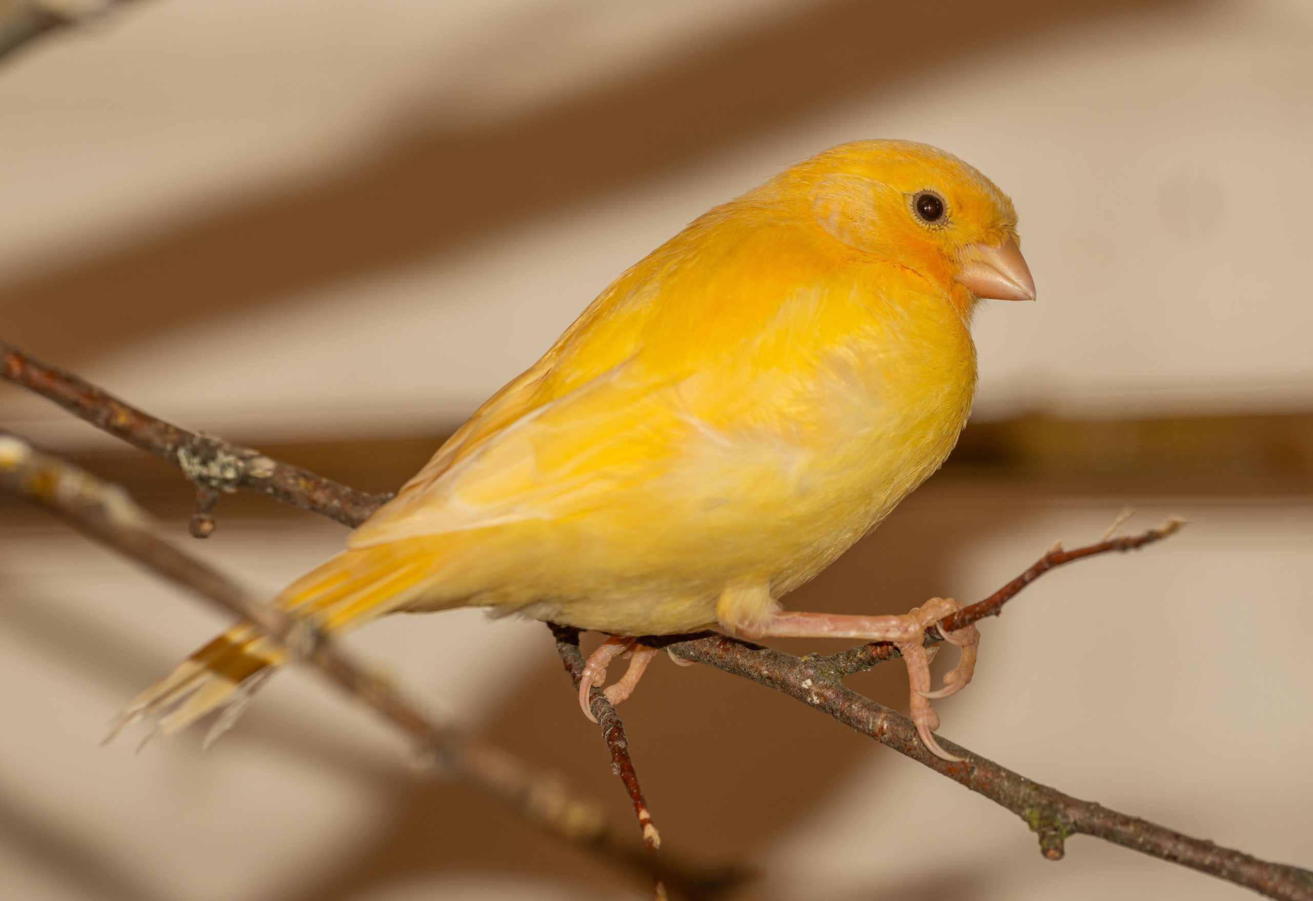 Gros plan canari jaune intérieur branche