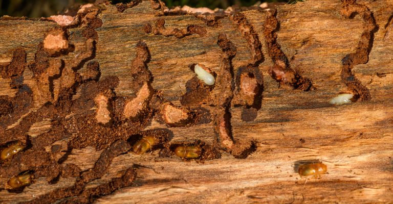 Écorce d'arbre infestée par les vrillettes