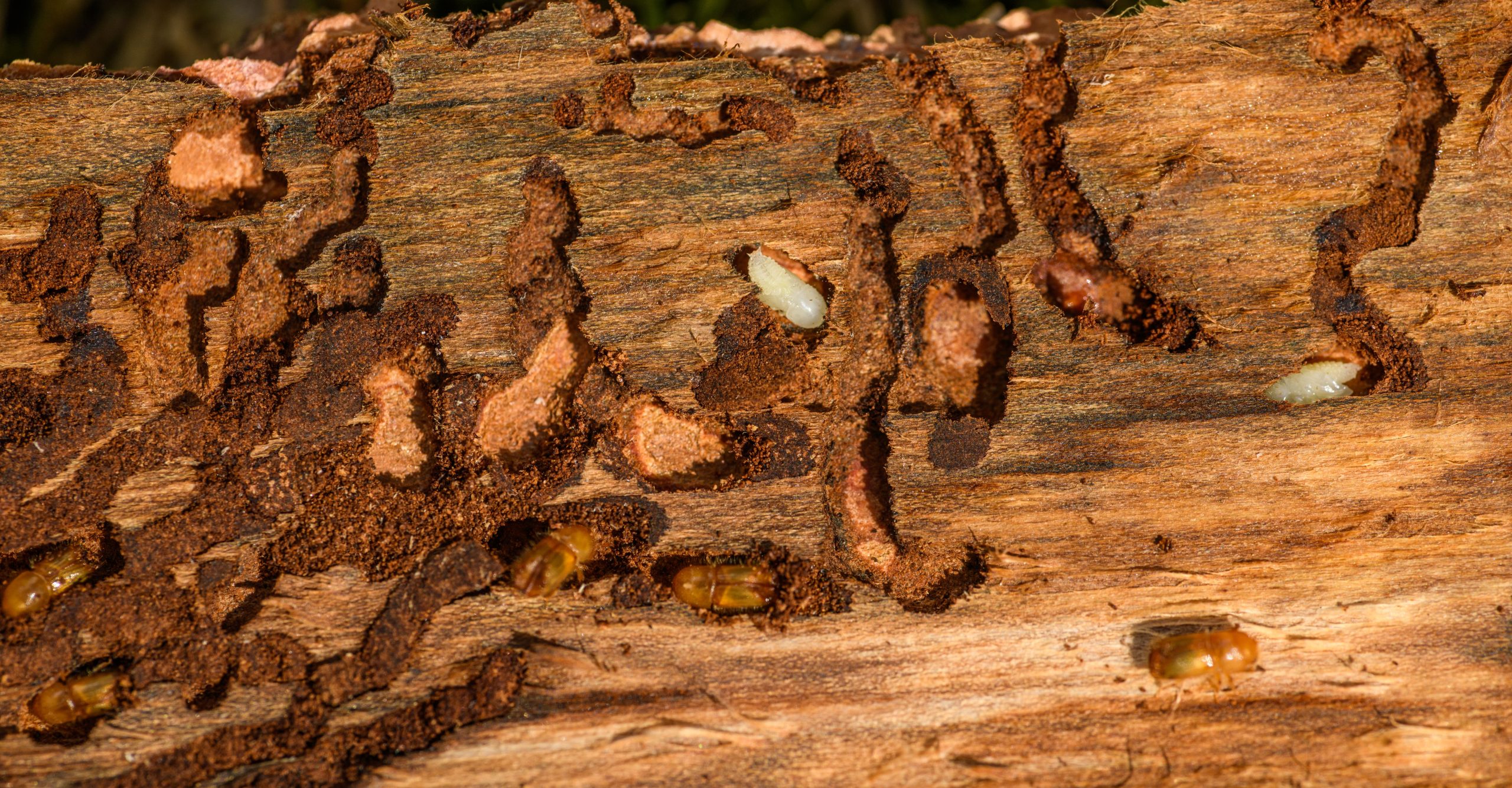 Écorce d'arbre infestée par les vrillettes