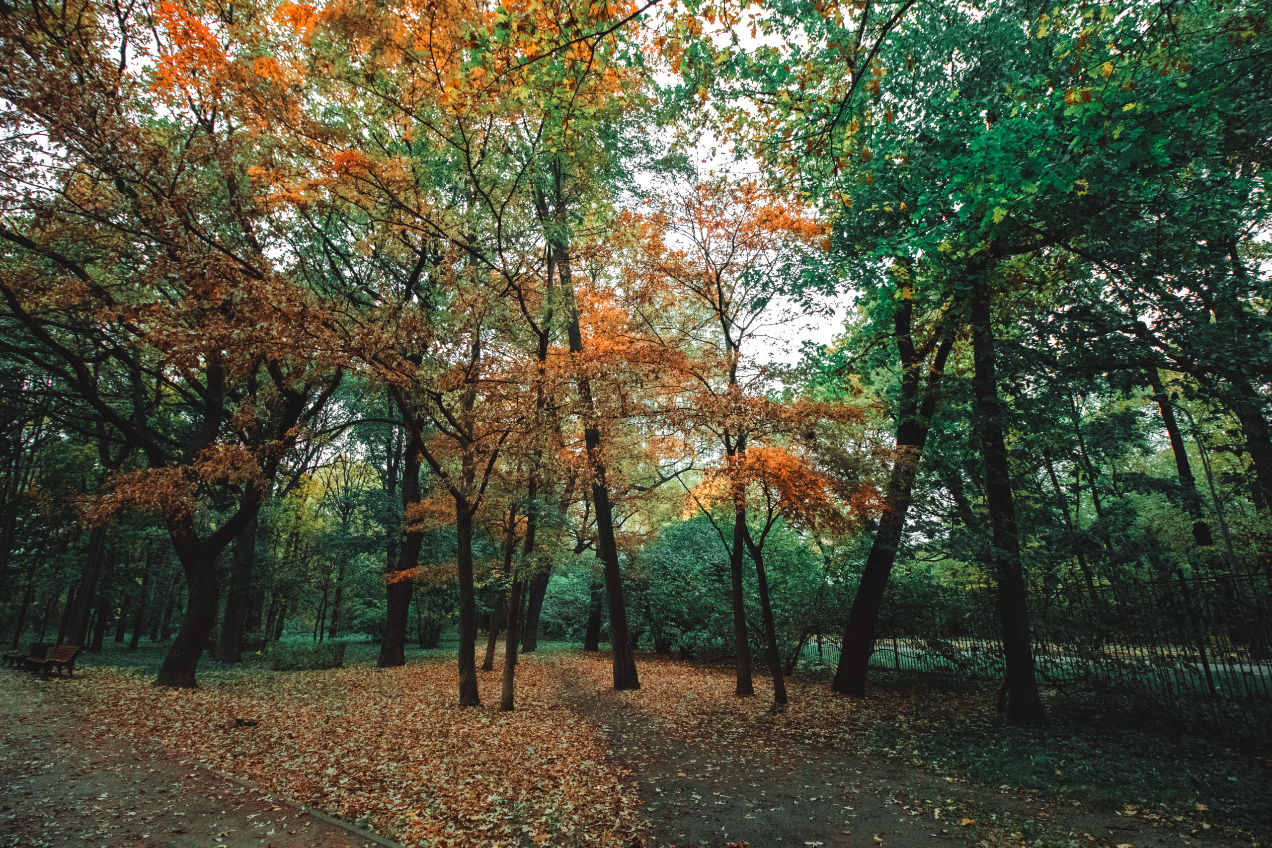 Arbres aux longues branches jaunes en automne