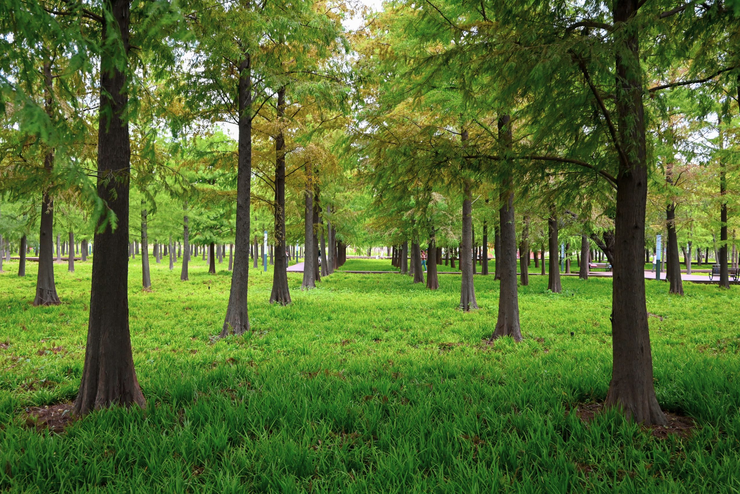 Chemin tranquille bordé d'arbres verts luxuriants