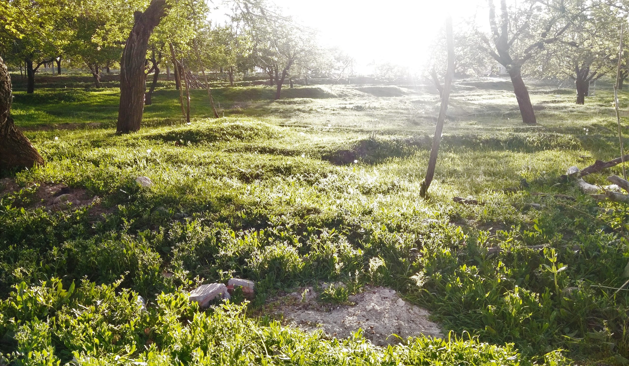 Clairière ensoleillée avec végétation luxuriante et nature