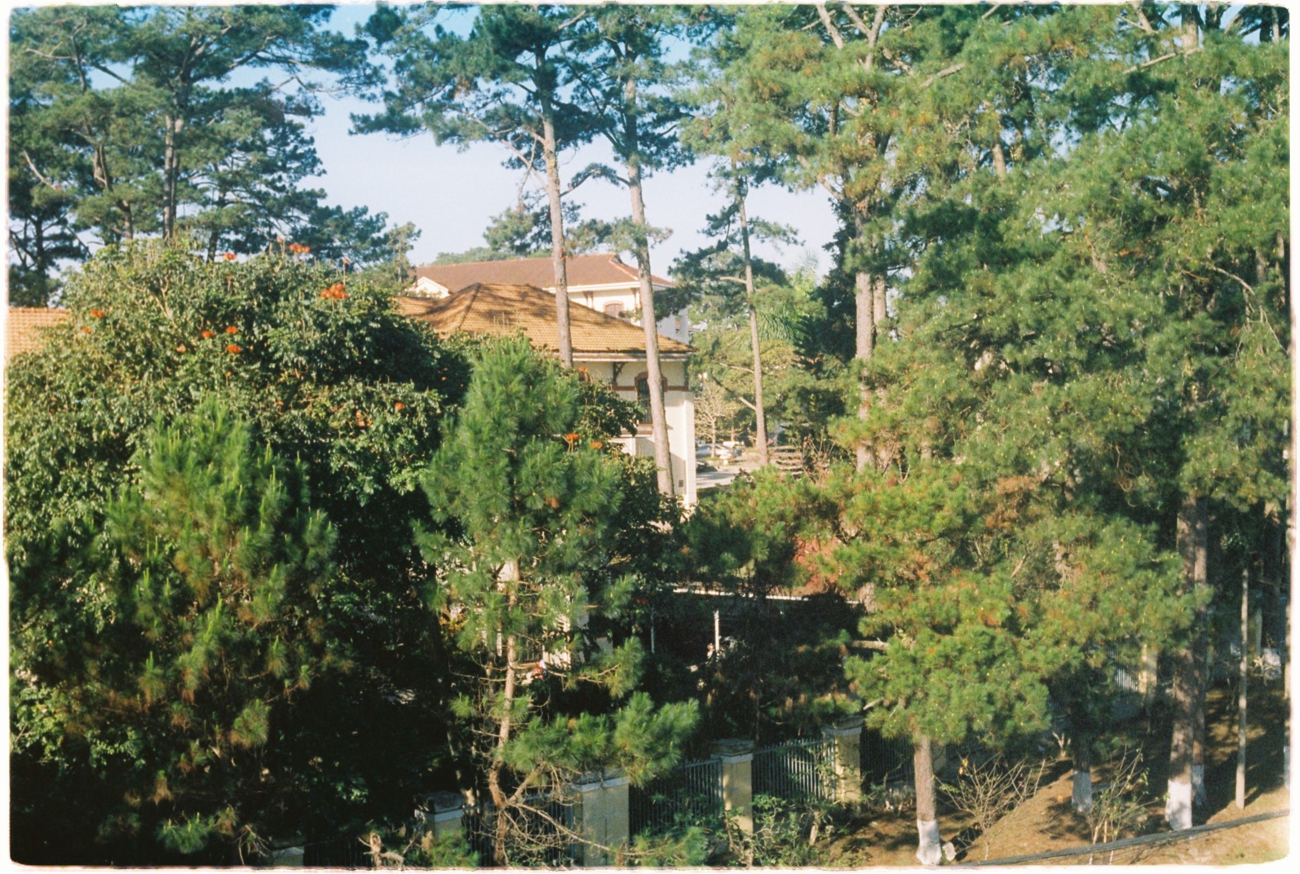 Maison paisible nichée parmi de grands sapins